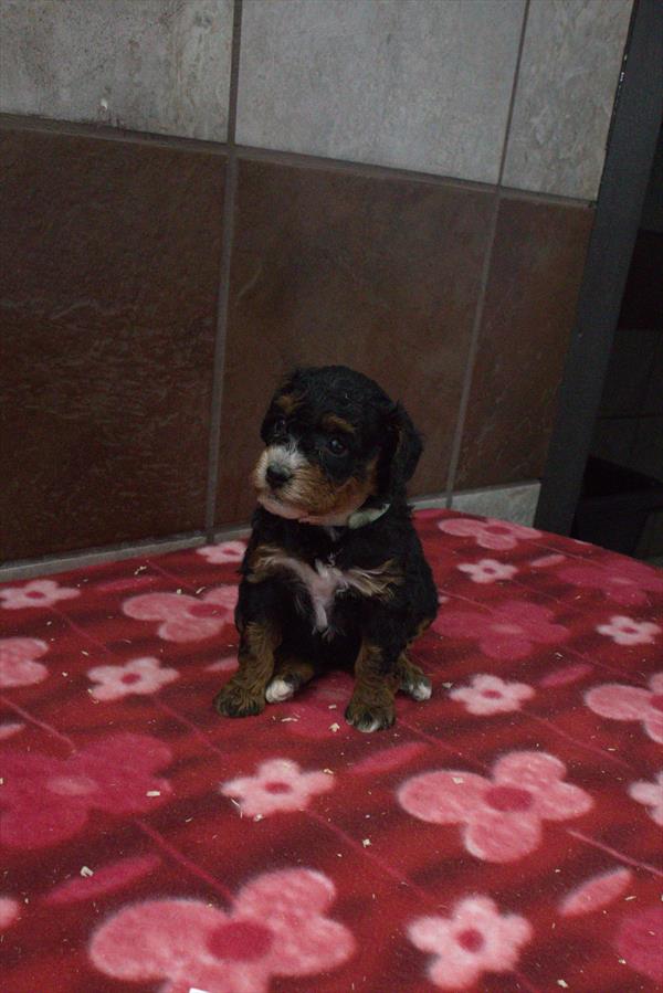 Miniature Bernedoodle 2nd Gen-DOG-Female-Black-10189-Petland Fort Walton Beach, FL