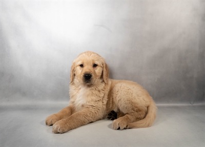 Golden Retriever-DOG-Male-Light Golden-10202-Petland Fort Walton Beach, FL