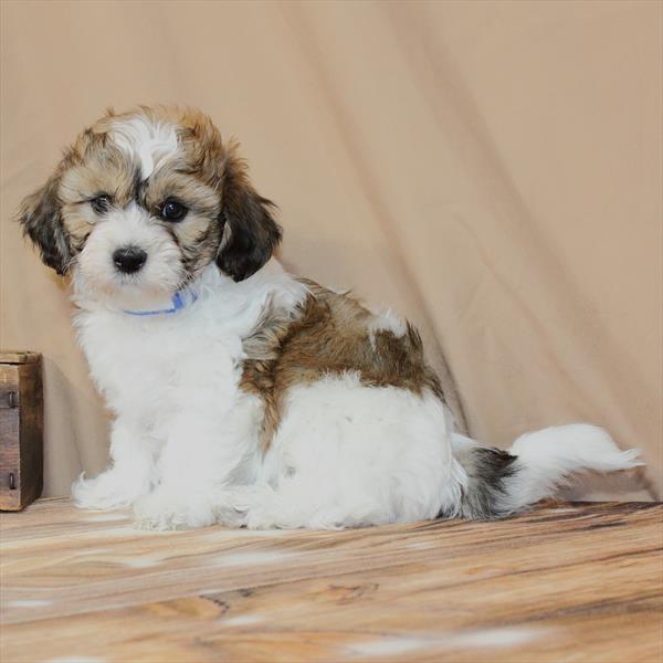 Teddy Bear-DOG-Male-White / Gold-10209-Petland Fort Walton Beach, FL