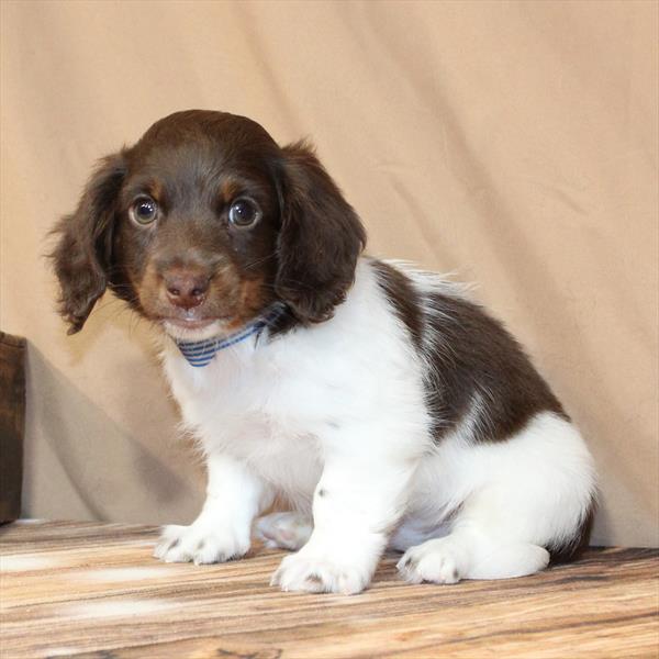 Dachshund-DOG-Male-Chocolate / Tan-10210-Petland Fort Walton Beach, FL