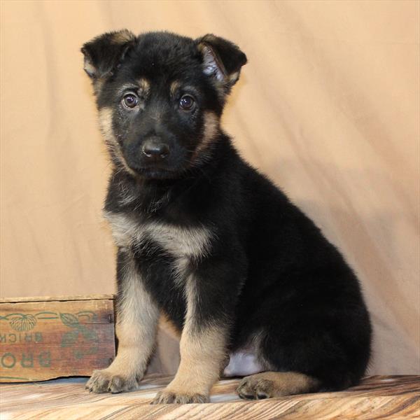 German Shepherd-DOG-Male-Black / Tan-10211-Petland Fort Walton Beach, FL