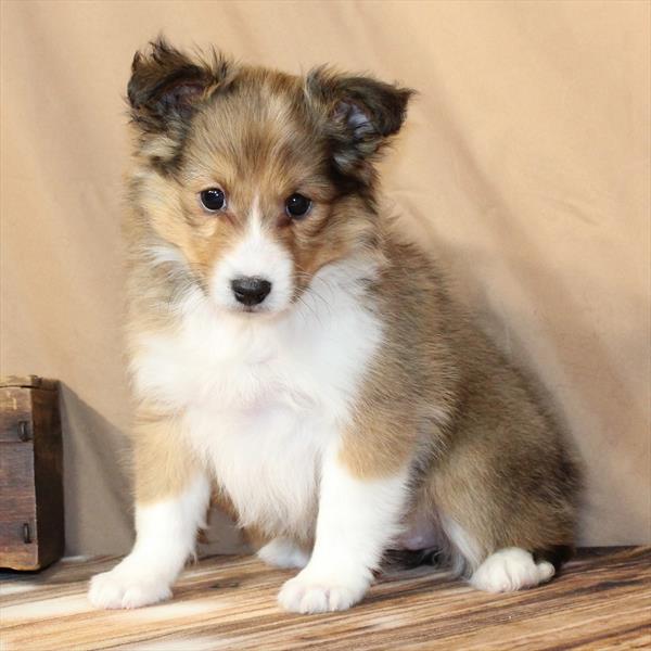 Shetland Sheepdog-DOG-Female-Sable-10212-Petland Fort Walton Beach, FL