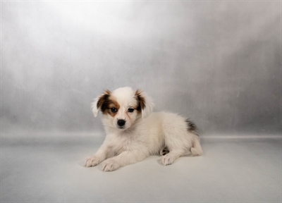 Papillon-DOG-Female-White and Sable-10225-Petland Fort Walton Beach, FL