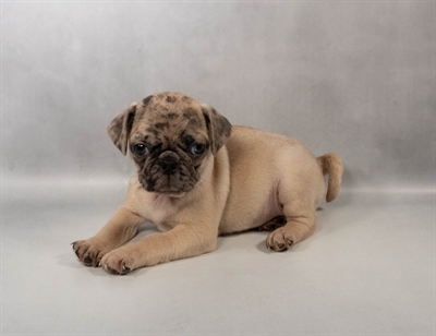 Pug-DOG-Male-Fawn-10228-Petland Fort Walton Beach, FL