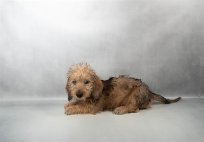 Dachshund-DOG-Male-Black and Cream-10229-Petland Fort Walton Beach, FL