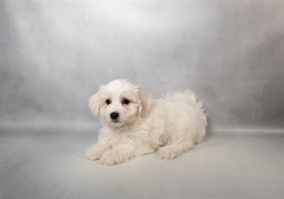 Coton De Tulear-DOG-Female-White-10108-Petland Fort Walton Beach, FL