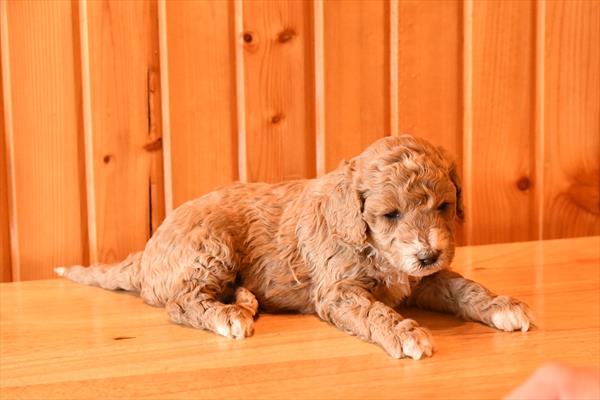 Goldendoodle Mini 2nd Gen-DOG-Male-Red / White-10220-Petland Fort Walton Beach, FL
