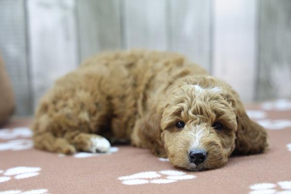 Goldendoodle Mini 2nd Gen-DOG-Female-Red-10221-Petland Fort Walton Beach, FL