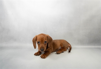 Dachshund-DOG-Female-Red-10226-Petland Fort Walton Beach, FL