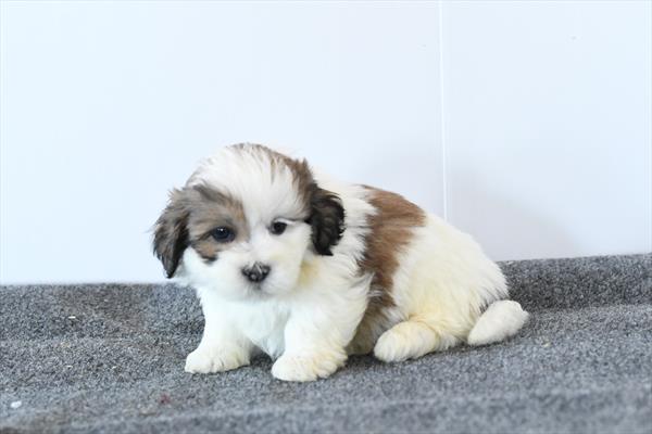 Lhasa Apso-DOG-Male-Sable-10238-Petland Fort Walton Beach, FL
