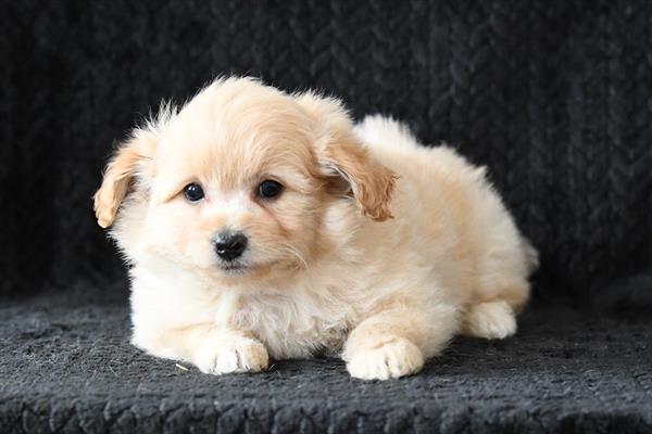 Pom-A-Poo-DOG-Female-Sable-10239-Petland Fort Walton Beach, FL