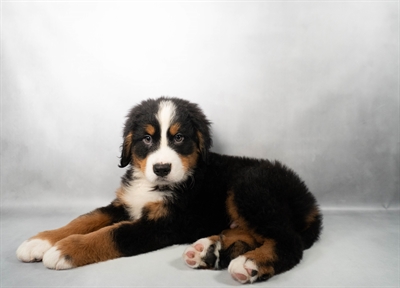 Bernese Mountain Dog-DOG-Male-Black Rust and White-10260-Petland Fort Walton Beach, FL