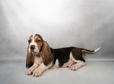 Basset Hound-DOG-Male-Black White and Tan-10259-Petland Fort Walton Beach, FL