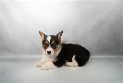 Pembroke Welsh Corgi-DOG-Female-Black and Tan-10261-Petland Fort Walton Beach, FL
