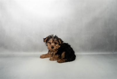 Yorkshire Terrier-DOG-Male-Black and Tan-10262-Petland Fort Walton Beach, FL