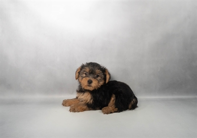 Yorkshire Terrier-DOG-Female-Black and Tan-10263-Petland Fort Walton Beach, FL