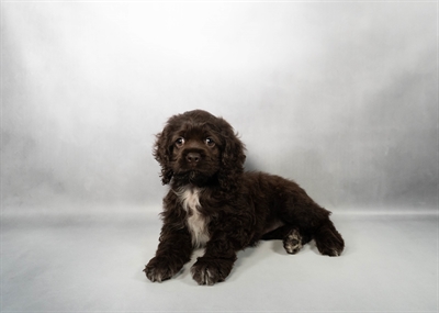 Cocker Spaniel-DOG-Female-Brown-10266-Petland Fort Walton Beach, FL