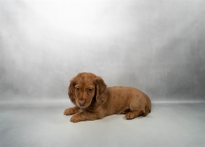 Dachshund-DOG-Male-Chocolate-10265-Petland Fort Walton Beach, FL