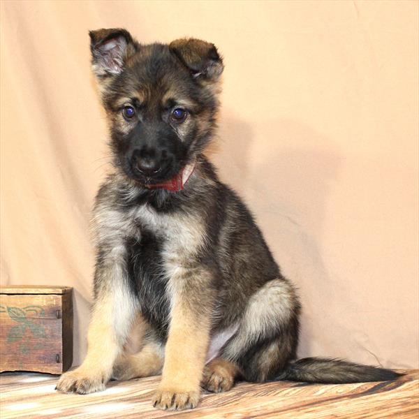German Shepherd-DOG-Male-Red Sable-10267-Petland Fort Walton Beach, FL