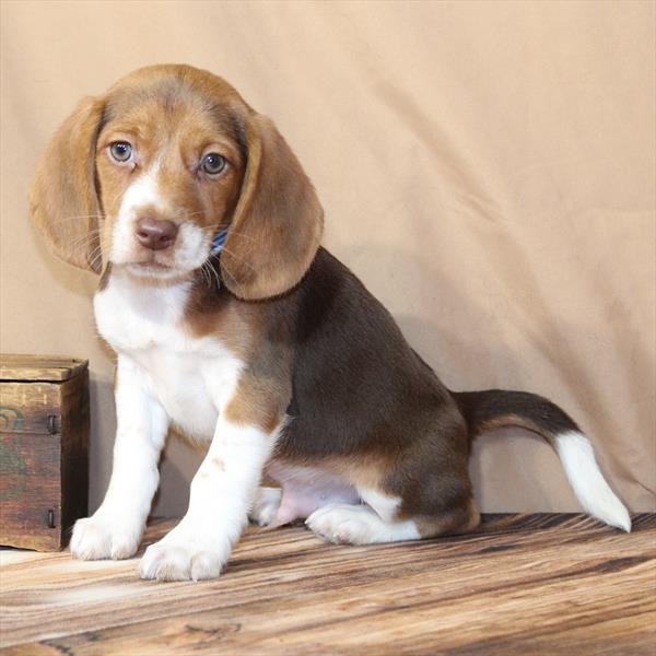 Beagle-DOG-Male-Chocolate / Tan-10268-Petland Fort Walton Beach, FL