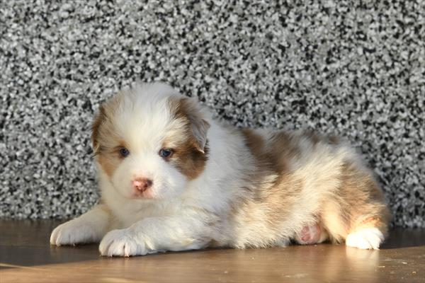 Miniature American Shepherd-DOG-Male-Red Merle-10276-Petland Fort Walton Beach, FL