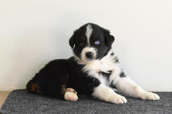 Australian Shepherd-DOG-Male-Black-10277-Petland Fort Walton Beach, FL