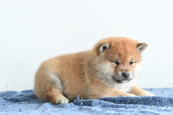Shiba Inu-DOG-Male-Red-10279-Petland Fort Walton Beach, FL