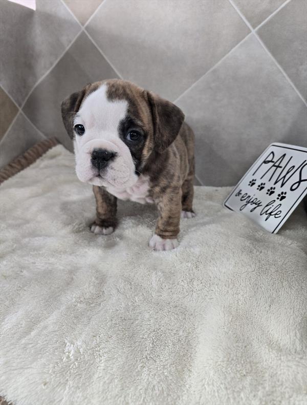 Beabull 2nd Gen-DOG-Female-Brindle / White-10278-Petland Fort Walton Beach, FL