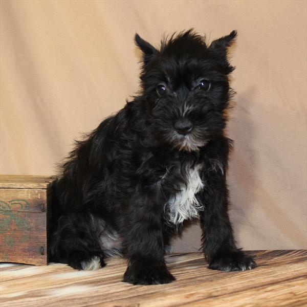 Miniature Schnauzer-DOG-Female-Black-10289-Petland Fort Walton Beach, FL