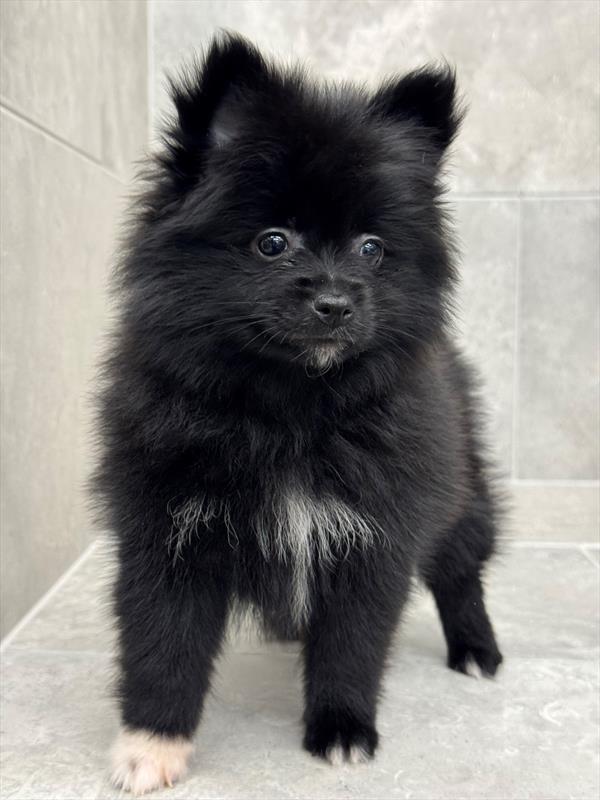 Pomeranian-DOG-Female-Black-10292-Petland Fort Walton Beach, FL