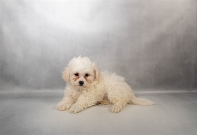 Teddy Bear-DOG-Female-White-10293-Petland Fort Walton Beach, FL