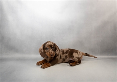 Dachshund-DOG-Female-Chocolate Dapple-10295-Petland Fort Walton Beach, FL