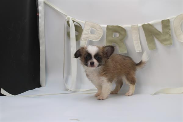 Chihuahua-DOG-Male-Gray / White-10320-Petland Fort Walton Beach, FL