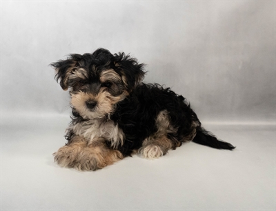 Morkie-DOG-Male-Black and Tan-10331-Petland Fort Walton Beach, FL