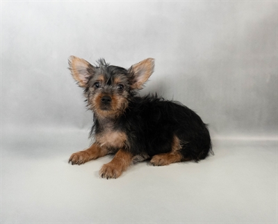 Silky Terrier-DOG-Female-Silver Black and Tan-10332-Petland Fort Walton Beach, FL