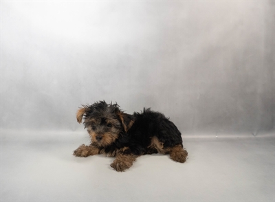 Yorkshire Terrier-DOG-Male-Black and Tan-10333-Petland Fort Walton Beach, FL
