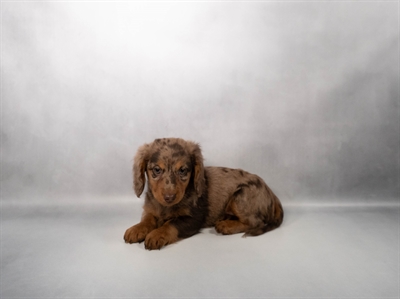 Dachshund-DOG-Female-Chocolate Dapple-10334-Petland Fort Walton Beach, FL