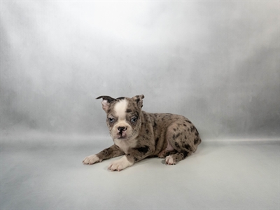 Boston Terrier-DOG-Male-Blue Merle and White-10360-Petland Fort Walton Beach, FL