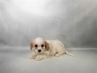 Cavachon-DOG-Male-White and Apricot-10361-Petland Fort Walton Beach, FL