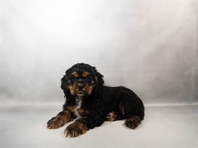 Cocker Spaniel-DOG-Male-Black and Tan-10363-Petland Fort Walton Beach, FL