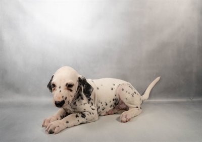 Dalmatian-DOG-Male-White and Black-10364-Petland Fort Walton Beach, FL