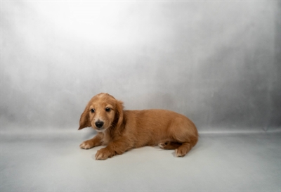 Dachshund-DOG-Female-Red-10264-Petland Fort Walton Beach, FL