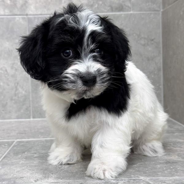 Havanese-DOG-Male-Black / White-10290-Petland Fort Walton Beach, FL