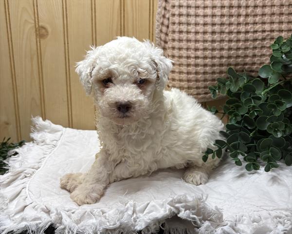 Miniature Poodle-DOG-Male-White-10321-Petland Fort Walton Beach, FL