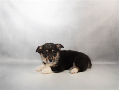 Pembroke Welsh Corgi-DOG-Female-Black and Tan-10335-Petland Fort Walton Beach, FL