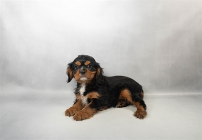 Cavalier King Charles Spaniel-DOG-Male-Black and Tan-10362-Petland Fort Walton Beach, FL