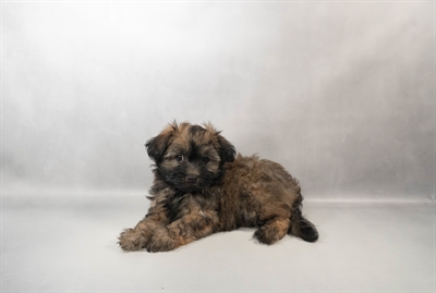 Havanese-DOG-Female-Gold Sable-10380-Petland Fort Walton Beach, FL