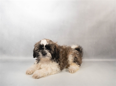 Shih Tzu-DOG-Male-Black Gold and White-10381-Petland Fort Walton Beach, FL