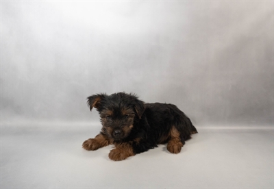 Yorkshire Terrier-DOG-Male-Black and Tan-10382-Petland Fort Walton Beach, FL