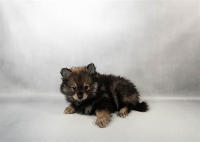 Pomeranian-DOG-Female-Sable-10383-Petland Fort Walton Beach, FL